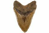 Huge, Fossil Megalodon Tooth - Foot Shark #199689-2